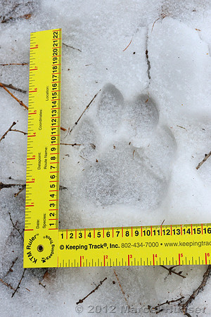 Snow track of an Amur tiger (Panthera tigris altaica) that killed and ate a dog of a farmer, Jilin Province, China
