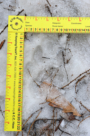 Snow track of an Amur tiger (Panthera tigris altaica) that killed and ate a dog of a farmer, Jilin Province, China