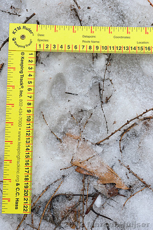 Snow track of an Amur tiger (Panthera tigris altaica) that killed and ate a dog of a farmer, Jilin Province, China