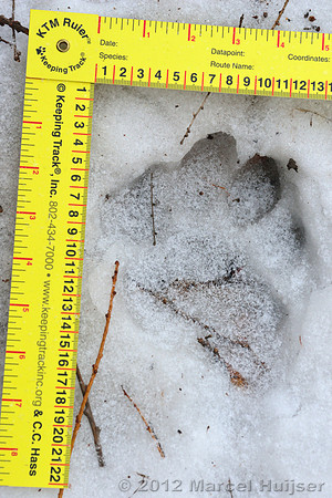 Snow track of an Amur tiger (Panthera tigris altaica) that killed and ate a dog of a farmer, Jilin Province, China