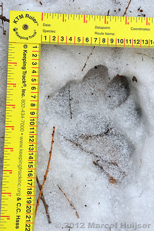 Snow track of an Amur tiger (Panthera tigris altaica) that killed and ate a dog of a farmer, Jilin Province, China