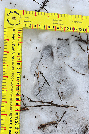 Snow track of an Amur tiger (Panthera tigris altaica) that killed and ate a dog of a farmer, Jilin Province, China