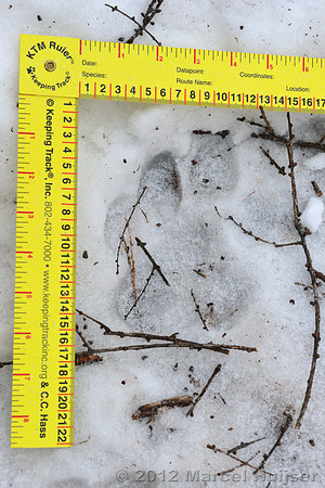 Snow track of an Amur tiger (Panthera tigris altaica) that killed and ate a dog of a farmer, Jilin Province, China