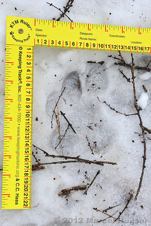 Snow track of an Amur tiger (Panthera tigris altaica) that killed and ate a dog of a farmer, Jilin Province, China