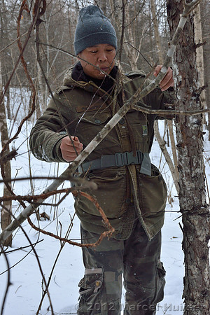 Removal of an old snare encountered while snow tracking an Amur tiger (Panthera tigris altaica) that killed and ate a dog of a farmer, Jilin Province, China
