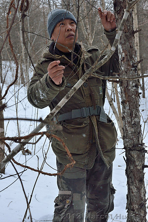 Removal of an old snare encountered while snow tracking an Amur tiger (Panthera tigris altaica) that killed and ate a dog of a farmer, Jilin Province, China