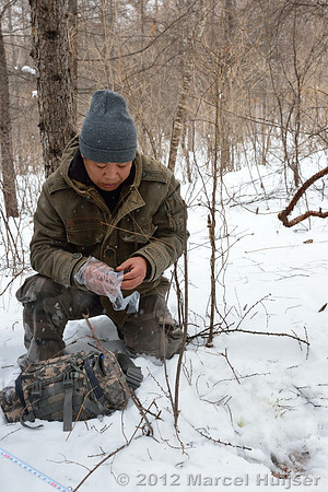 Third site where an Amur tiger (Panthera tigris altaica) ate a dog of a farmer, Jilin Province, China