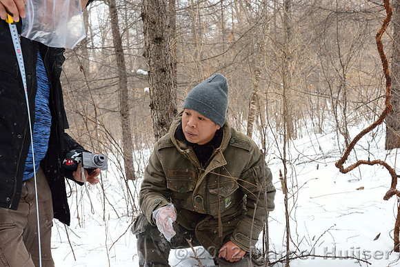 Third site where an Amur tiger (Panthera tigris altaica) ate a dog of a farmer, Jilin Province, China