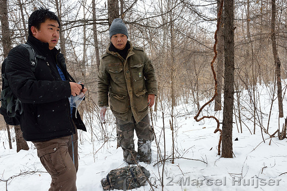 Third site where an Amur tiger (Panthera tigris altaica) ate a dog of a farmer, Jilin Province, China