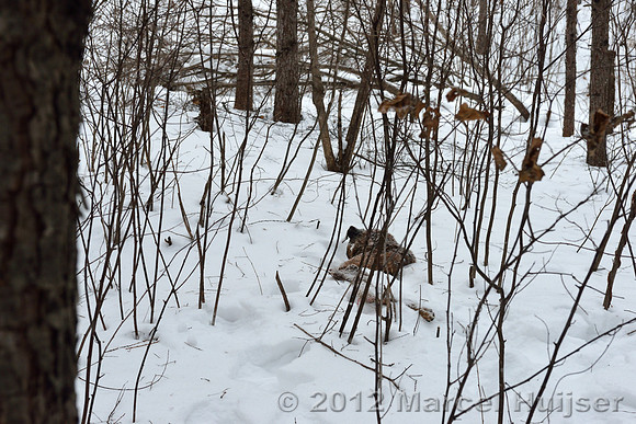 The remains of the dead dog, about 20 m from the third site where the farmer encountered the Amur tiger (Panthera tigris altaica) about 1.5 hr earlier, Jilin Province, China