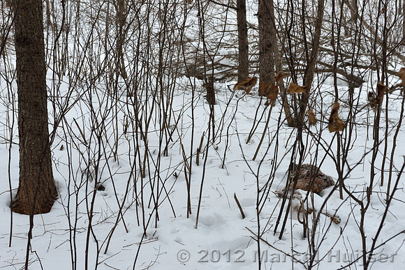 The remains of the dead dog, about 20 m from the third site where the farmer encountered the Amur tiger (Panthera tigris altaica) about 1.5 hr earlier, Jilin Province, China