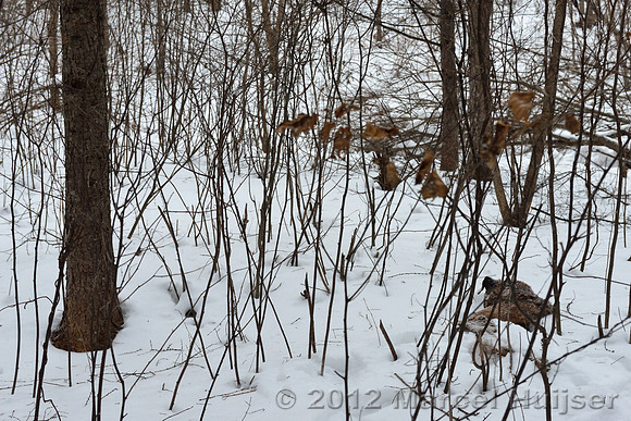 The remains of the dead dog, about 20 m from the third site where the farmer encountered the Amur tiger (Panthera tigris altaica) about 1.5 hr earlier, Jilin Province, China
