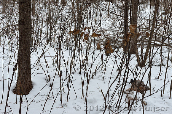 The remains of the dead dog, about 20 m from the third site where the farmer encountered the Amur tiger (Panthera tigris altaica) about 1.5 hr earlier, Jilin Province, China