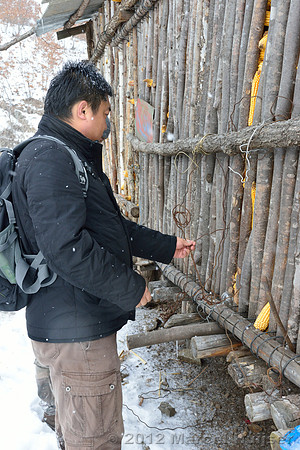 Removing snares and traps (potentially old, potentially removed from forest by farmer) from a shed at the farm, Jilin Province, China