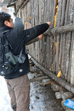 Removing snares and traps (potentially old, potentially removed from forest by farmer) from a shed at the farm, Jilin Province, China