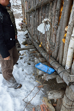 Removing snares and traps (potentially old, potentially removed from forest by farmer) from a shed at the farm, Jilin Province, China