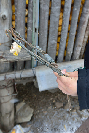 Removing snares and traps (potentially old, potentially removed from forest by farmer) from a shed at the farm, Jilin Province, China