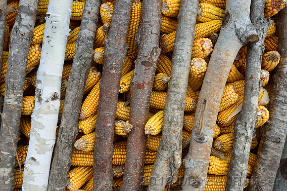 Corn storage in a shed at the farm, Jilin Province, China