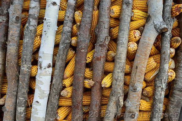 Corn storage in a shed at the farm, Jilin Province, China