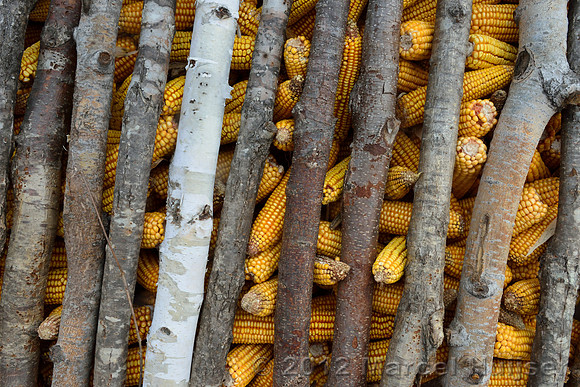 Corn storage in a shed at the farm, Jilin Province, China