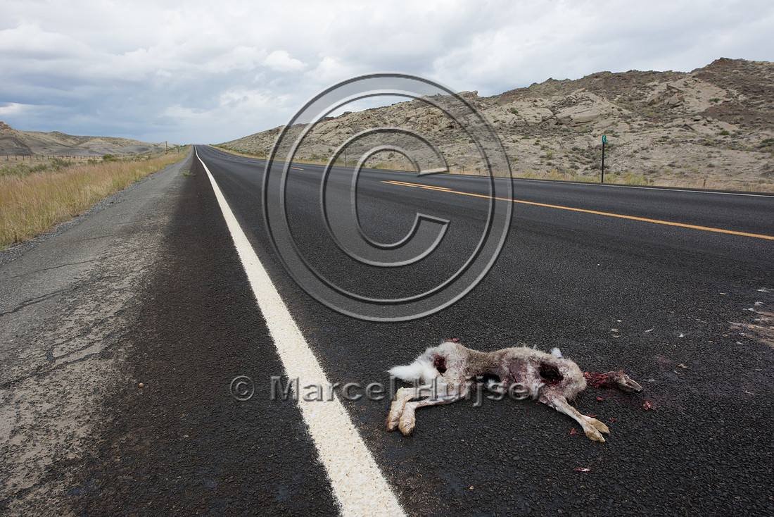 White-tailed Jack Rabbit (Lepus townsendii) roadkill, Wyoming, U