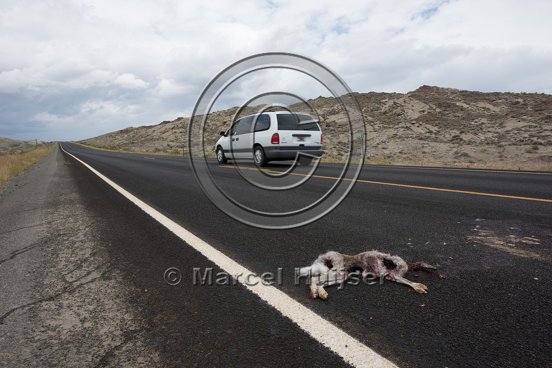 White-tailed Jack Rabbit (Lepus townsendii) roadkill, Wyoming, U