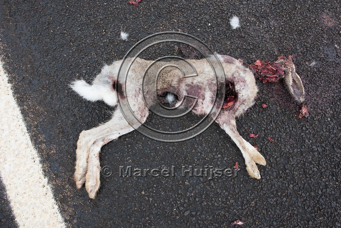 White-tailed Jack Rabbit (Lepus townsendii) roadkill, Wyoming, U