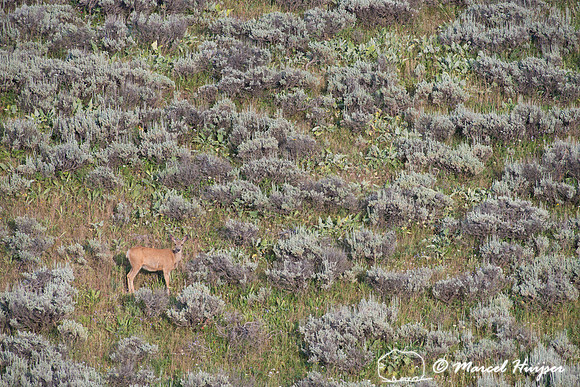 Mule deer (Odocoileus hemionus), Pryor Mountains, Montana, USA