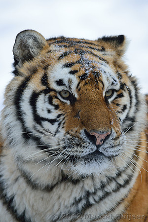 Amur tiger (Panthera tigris altaica) in the snow, Jilin Province, China