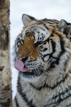 Amur tiger (Panthera tigris altaica) in the snow, Jilin Province, China