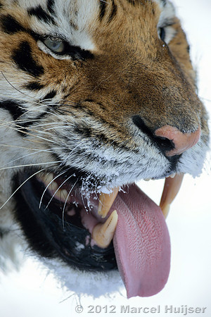 Amur tiger (Panthera tigris altaica) in the snow, Jilin Province, China