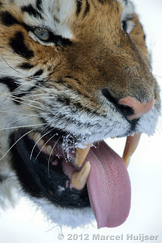 Asian wildlife: Amur tiger or Siberian tiger, Jilin Province, China