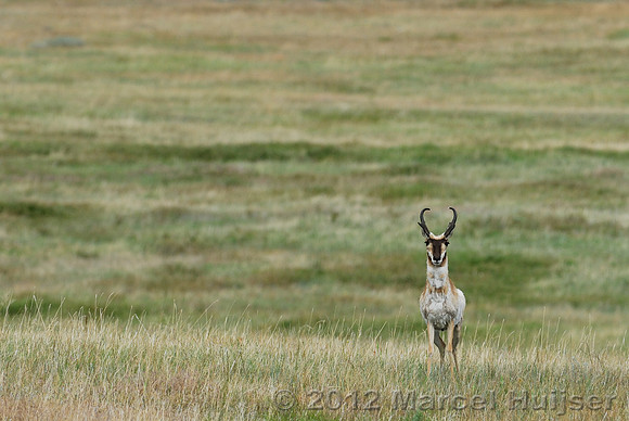 Pronghorn (Antilocapra americana) buck in a grassland, Montana, USA