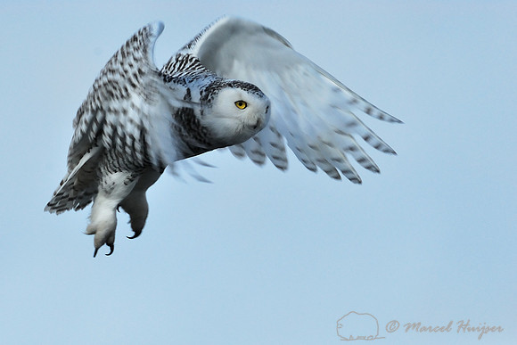 Snowy Owl (Bubo scandiacus), Montana, USA