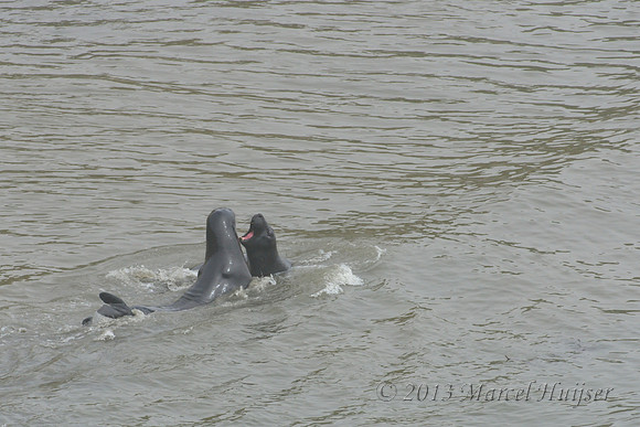 Northern elephant seal (Mirounga angustirostris) bulls fighting, Point Reyes National Seashore, California, USA