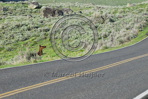 Elk (Cervus canadensis) approaching and crossing road, WY