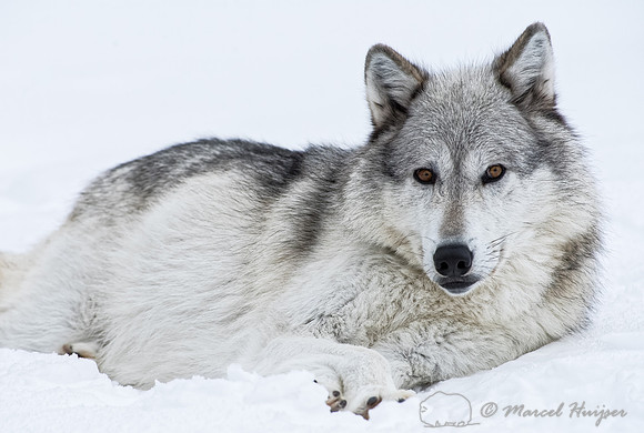 Wolf (Canis lupus)  in the snow, Montana, USA