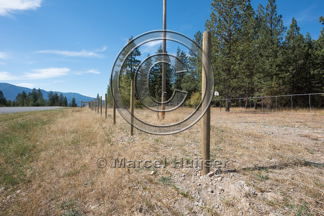 Wildlife fence for bighorn sheep (Ovis canadensis), near Thomspo
