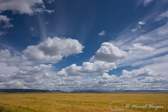 Wheat field and sky, near Bridger, Montana, USA