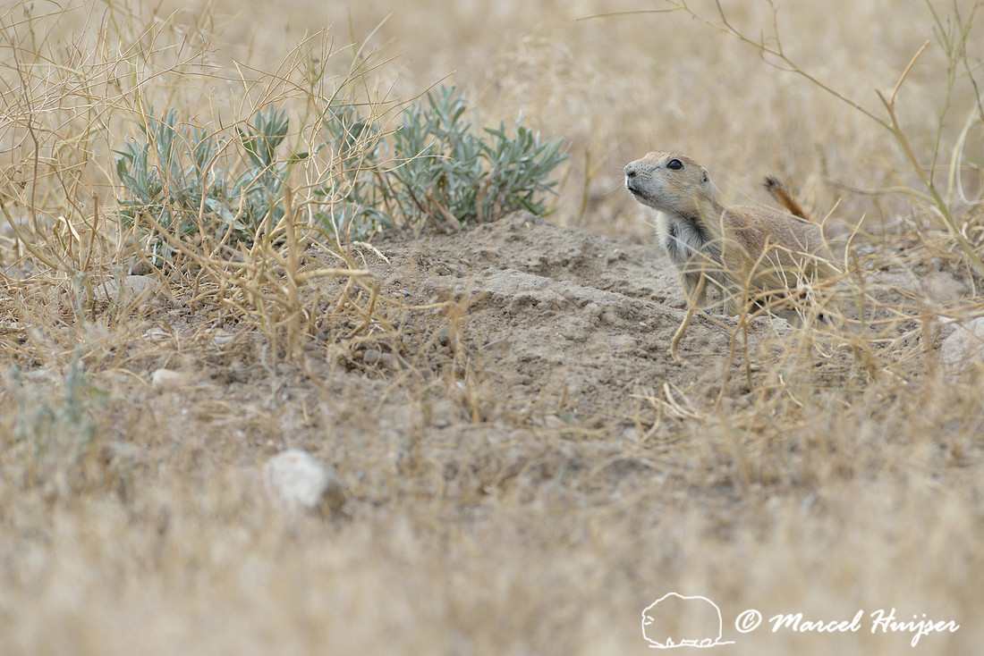 Black-tailed prairie dog (Cynomys ludovicianus), Greycliff Prairie Dog Town State Park, Montana, USA