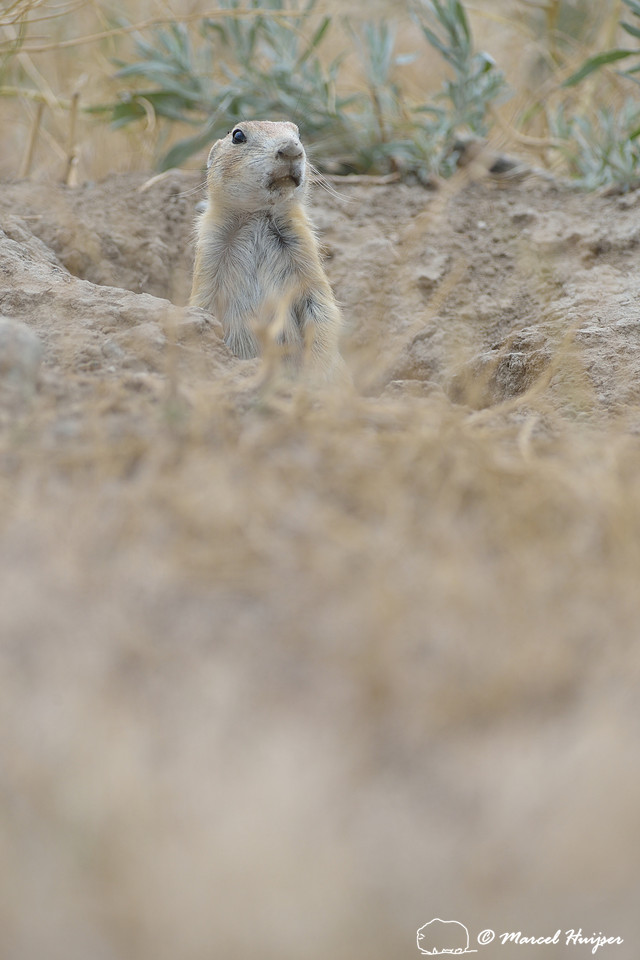 Black-tailed prairie dog (Cynomys ludovicianus), Greycliff Prairie Dog Town State Park, Montana, USA