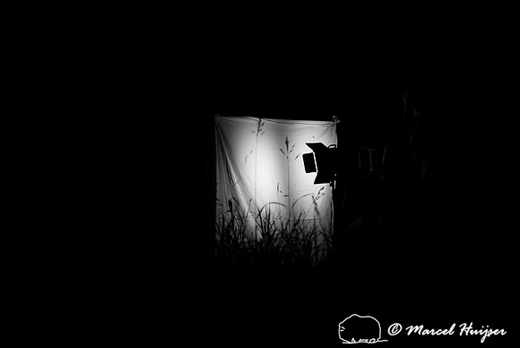 Moth night, attracting moths and other invertebrates using light