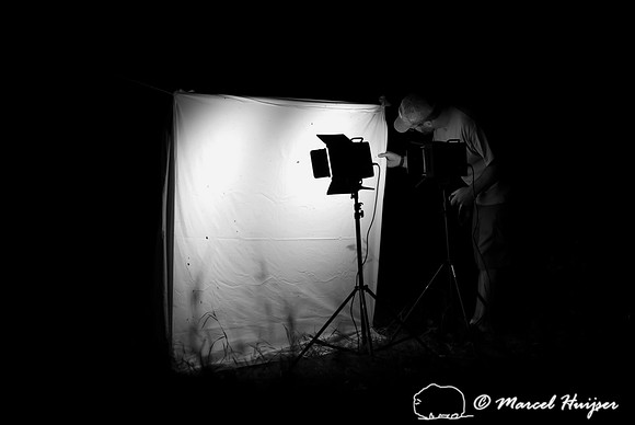 Moth night, attracting moths and other invertebrates using light