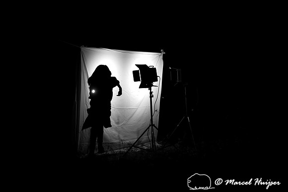 Moth night, attracting moths and other invertebrates using light