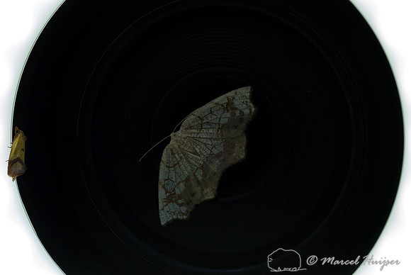 Moth night, attracting moths and other invertebrates using light