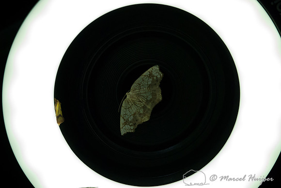 Moth night, attracting moths and other invertebrates using light