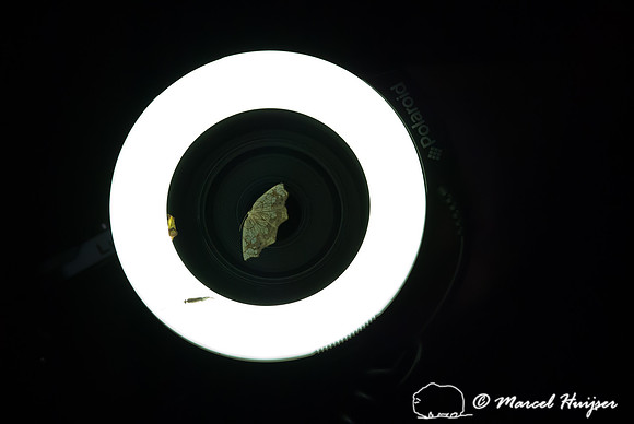 Moth night, attracting moths and other invertebrates using light