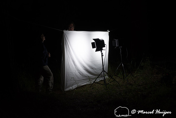 Moth night, attracting moths and other invertebrates using light