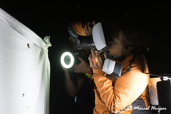 Moth night, attracting moths and other invertebrates using light