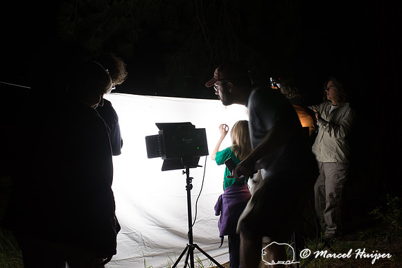 Moth night, attracting moths and other invertebrates using light